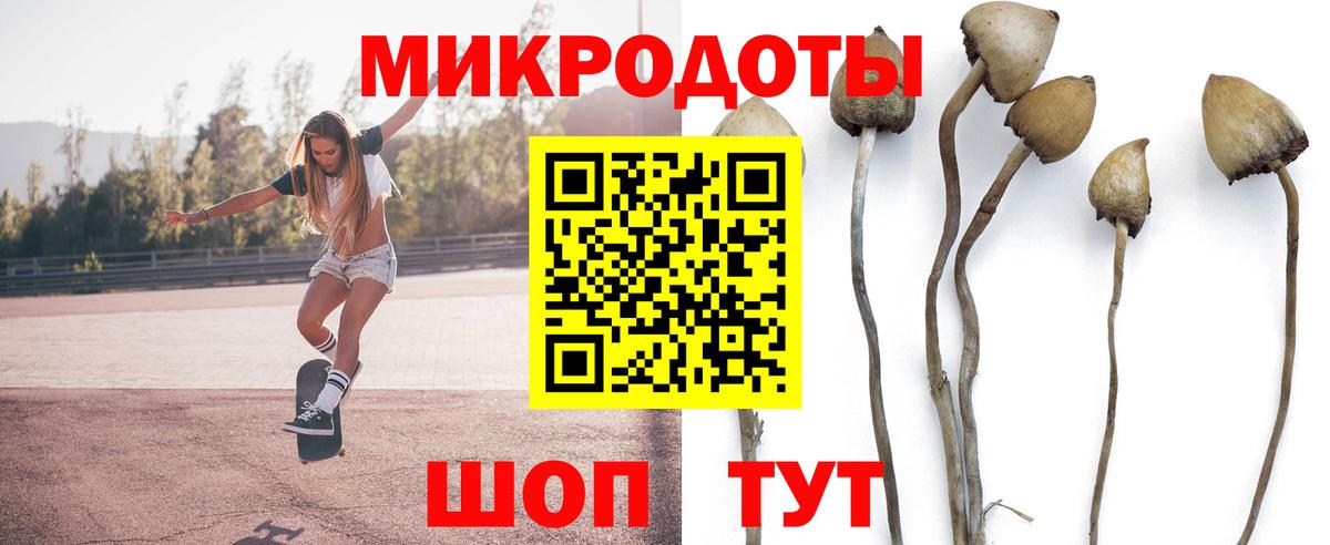Галлюциногенные грибы Psilocybe Майкоп